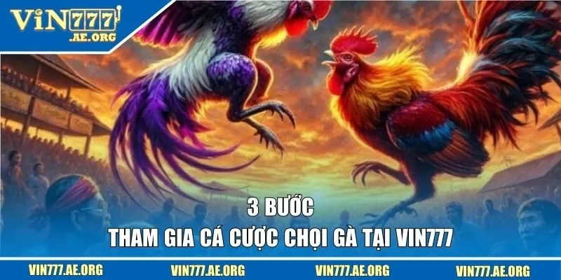3 bước tham gia cá cược chọi gà tại VIN777 
