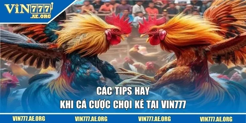 Các tips hay khi cá cược chọi kê tại VIN777 